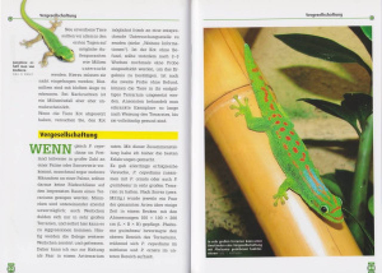 Der Blauschwanz-Taggecko